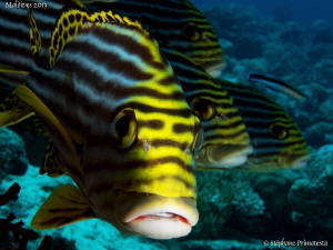 Oriental sweetlips. by Stéphane Primatesta 